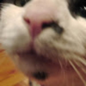 Meet your Posher, Maxine